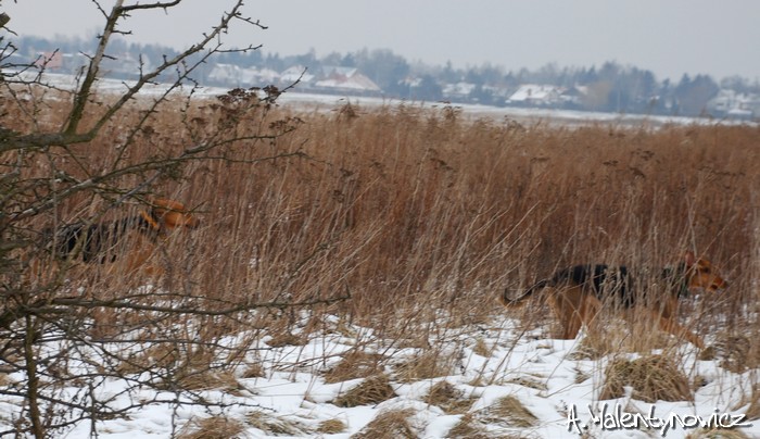 Spacer z Cygą 17.02.2013 036.jpg