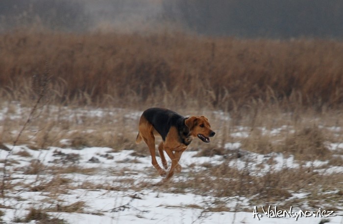 Spacer z Cygą 17.02.2013 065.jpg