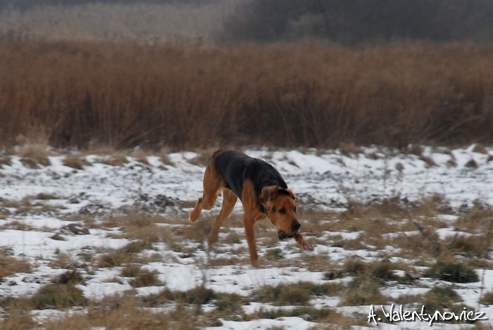 Spacer z Cygą 17.02.2013 066.jpg