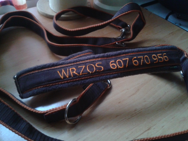 nowa obroża i smycz Wrzosa