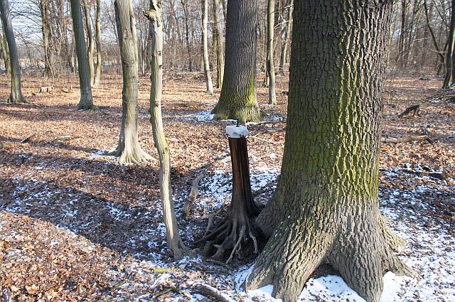 Sól dla zwierzaków