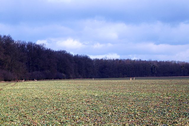 DSC06081.JPG