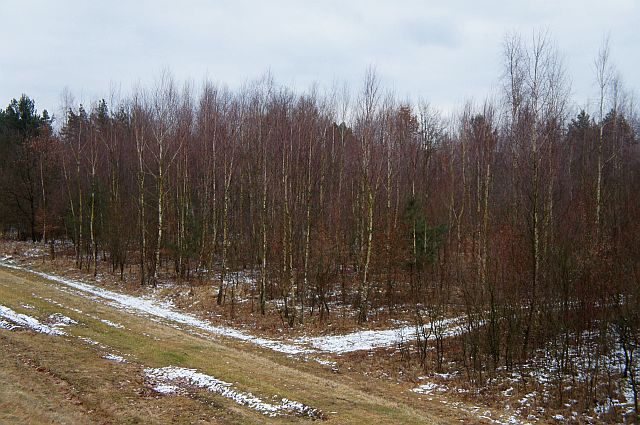 I znów jesteśmy przy brzozowym lasku gdzie nas powitał zajączek. Zatoczyliśmy wielkie koło – pora wracać.