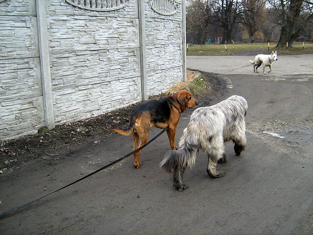 Na początku doskakiwał do Aresa a teraz idą obok siebie, prawie bok w bok.