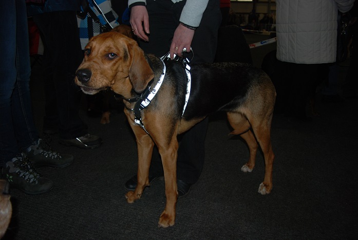 Orla