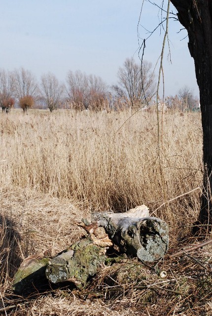 Wierzby
