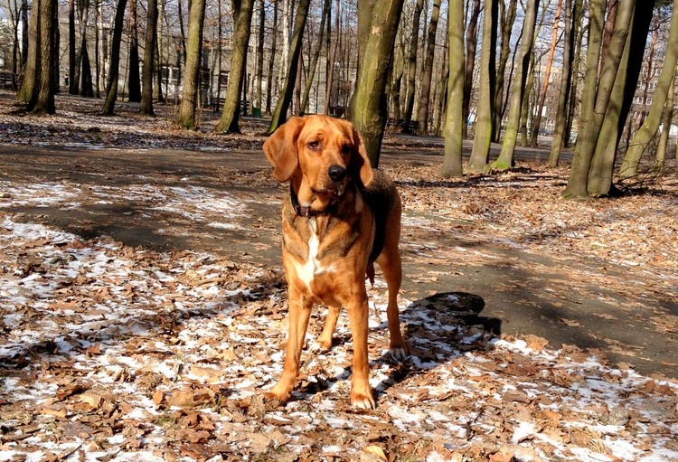 Coda
