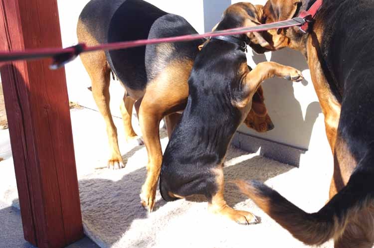 4 tak mamusiu i tatusiu rozumiem.jpg
