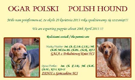 OGŁ. szczeniak2.jpg