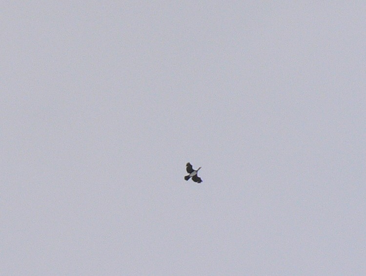 P1620759.JPG
