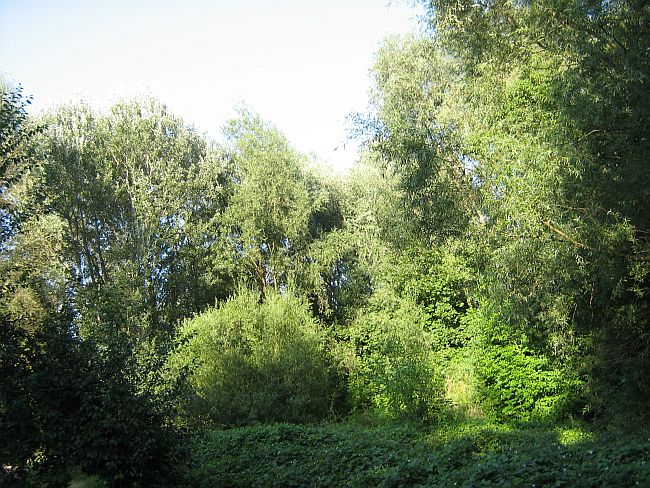 dzikaprzyroda1.jpg