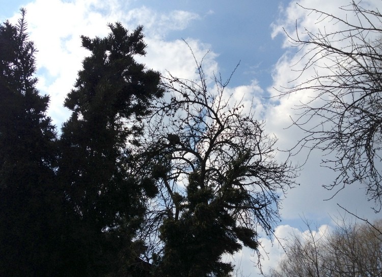 Trochę niewygodnie na czubku drzewa ale przynajmniej bezpiecznie