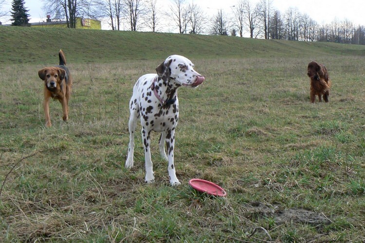Zafiksowana na frisbee Szira