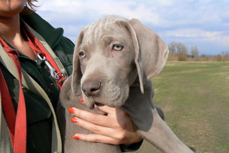 MALAYKA Grey Fellow (Majka)