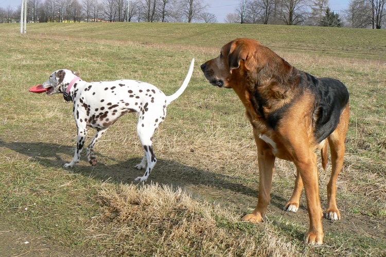 Jedna panna nakręcona na frisbee...