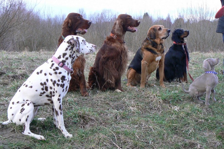 Dream team :D