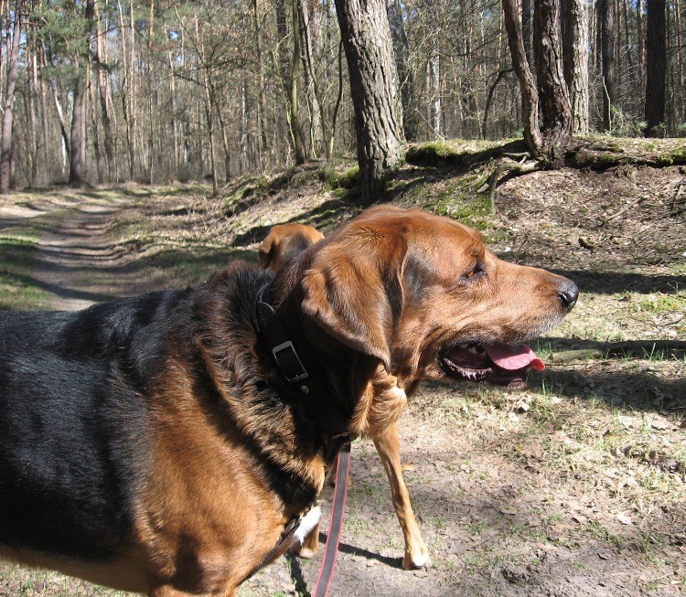 a co, oszczekałem