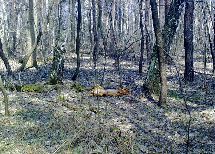 Szczęśliwy Pan Pies