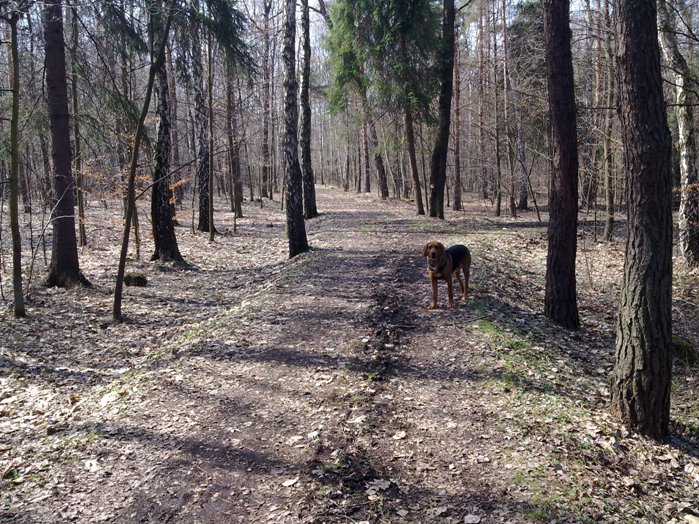 Pan puszczy, a właściwie parku