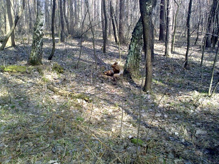 I na koniec zagadka.... Kto znajdzie psa? Niczym kameleon wtapiam się w otoczenie ;-)