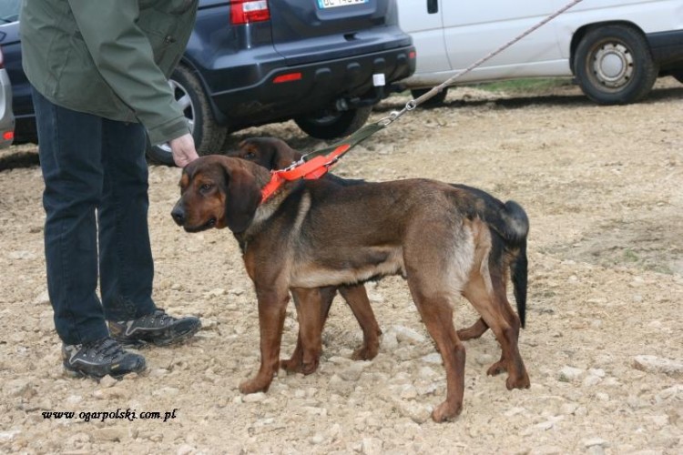 Alpejczyki ciut inne ;)