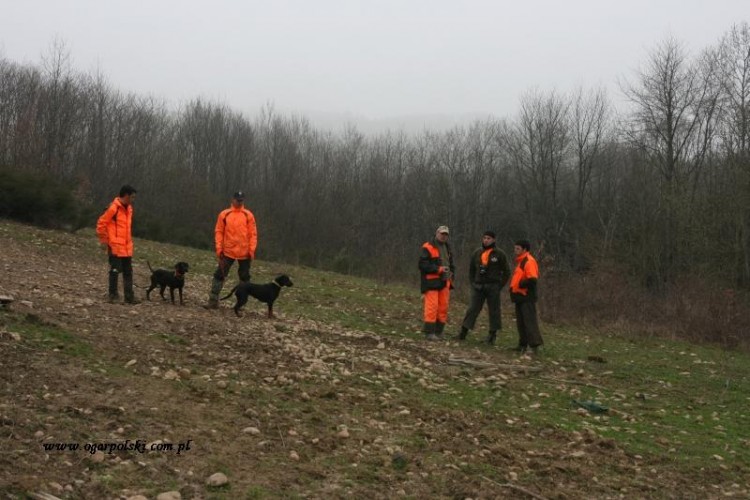 Kolejne gończe w rękach Francuzów czekają na swoją kolej.