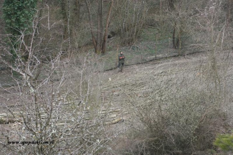 Pan łapacz od psów, głównie kopovy potrzebowały pomocy ;).