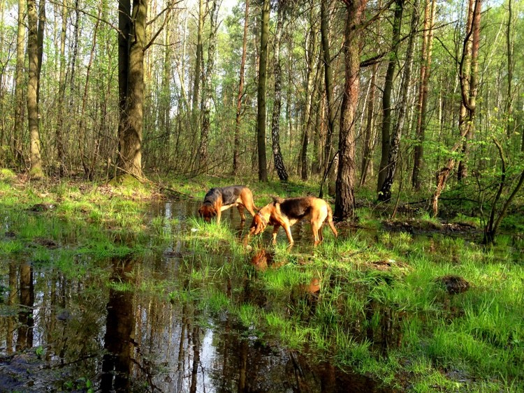Kozy wcinają świeżą trawkę i ani myślę iść dalej ...