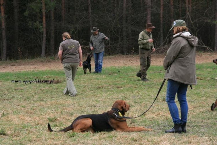 Alto pełną gębą pracuje