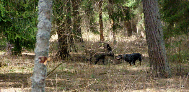 P4290057.JPG