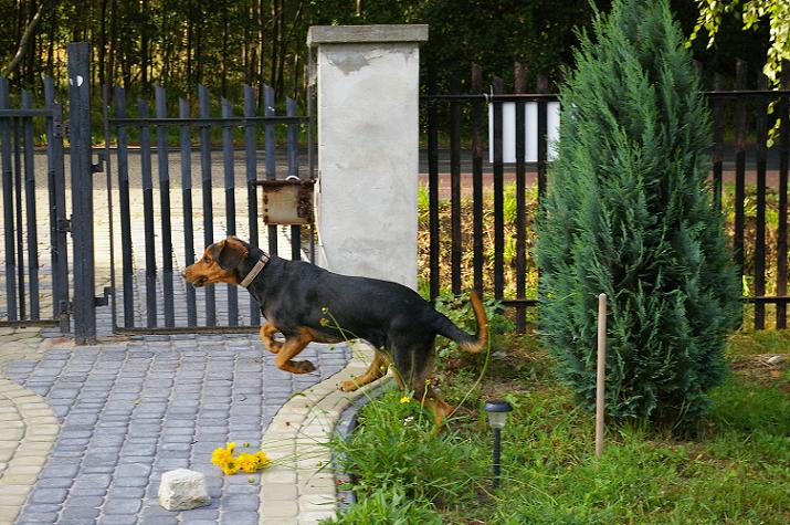 Nuta &quot;kangur&quot; :)