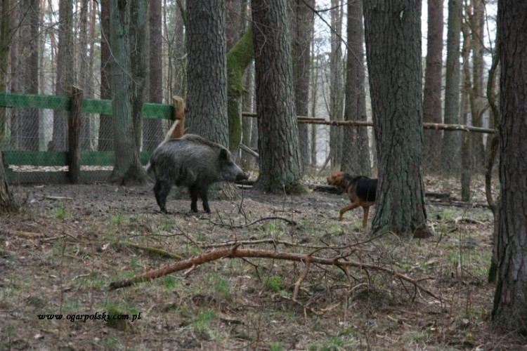 Miętówka