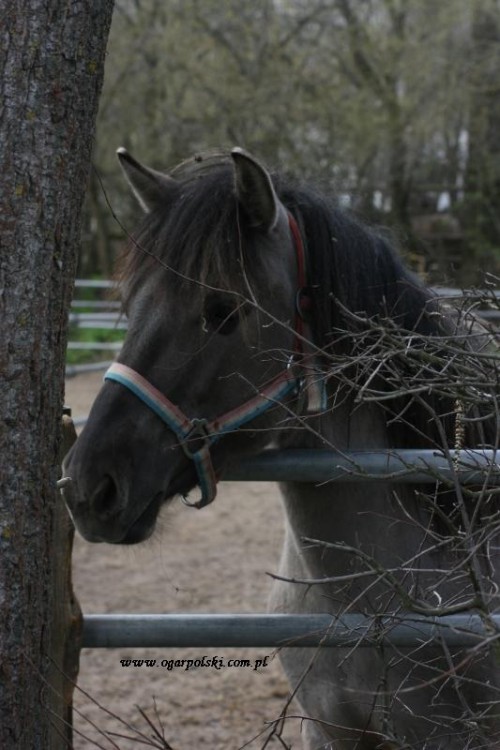 Konik Polski