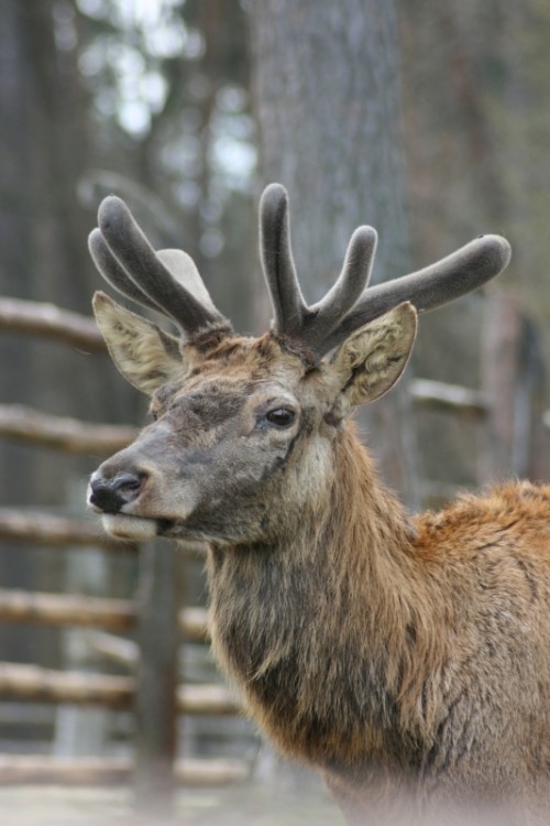 Pięknota