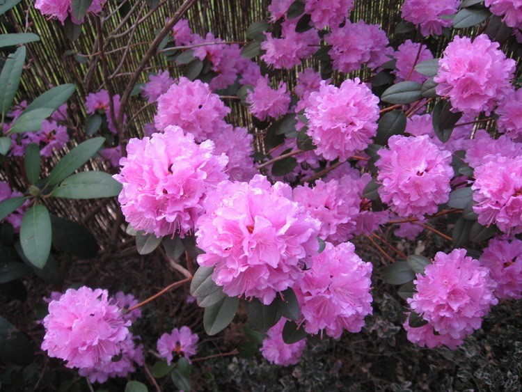 pierwszy kwitnący tego roku rododendron - zdjęcie sprzed tygodnia