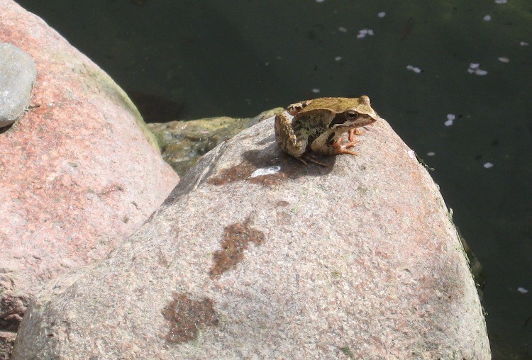 odsłoniliśmy basenik, a tam... taka niespodzianka...