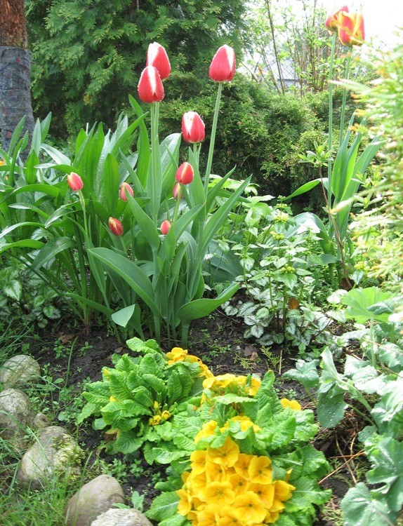 tulipany i niezawodne prymule...