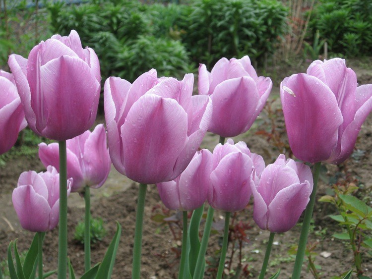i dla odmiany tulipany! ;)