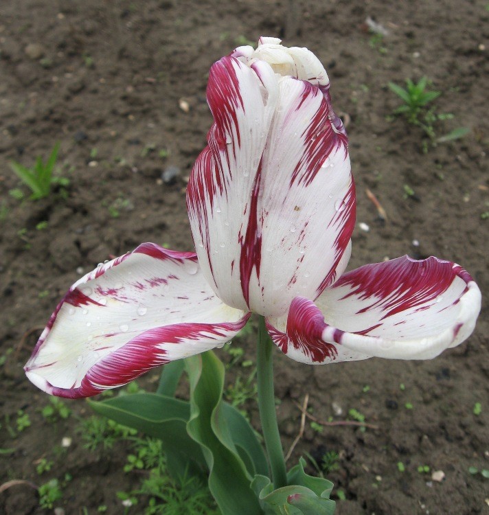 Ogród maj 2013 034.jpg