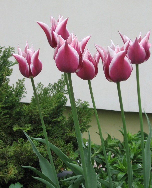 Ogród maj 2013 035.jpg