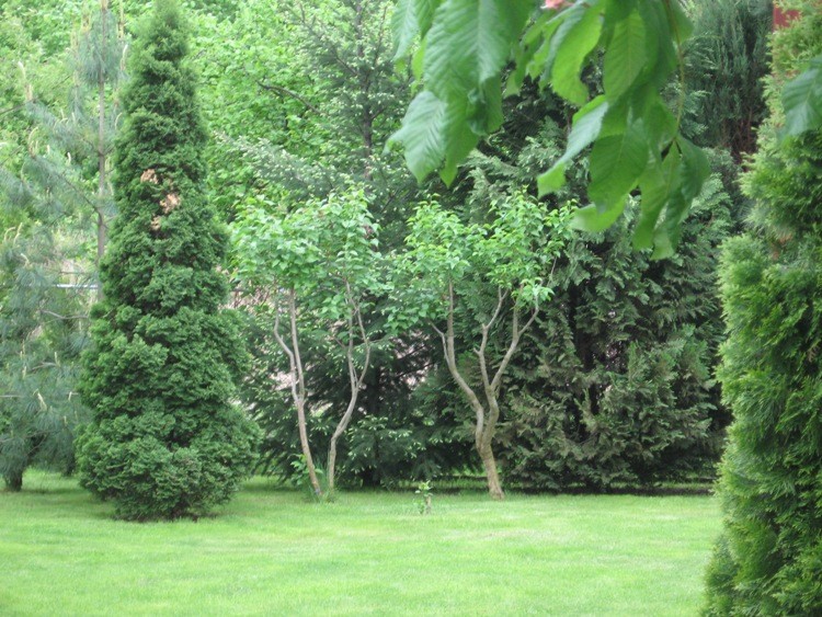 Ogród maj 2013 050.jpg