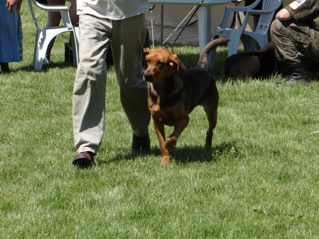Rafa