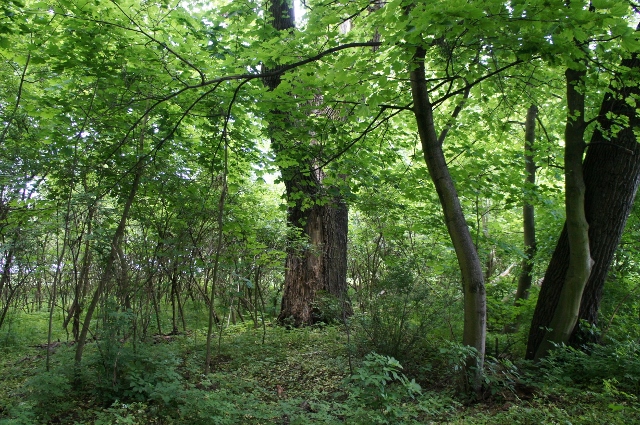 DSC06332 (640x425).jpg