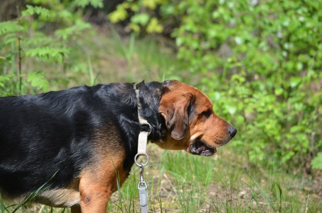 Balt profil.jpg