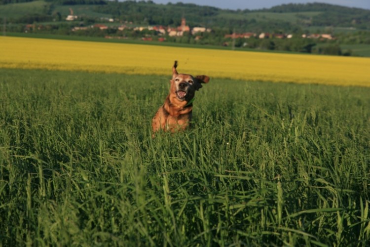 Rzepakowe Radosne Ogarze Wzgórza