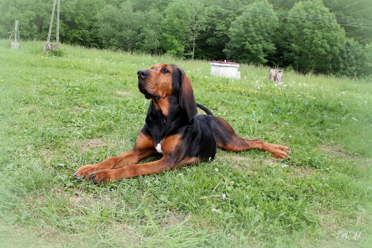 Zadra