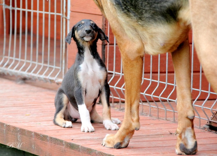mamusiu czy będę taki duży jak Ty ?