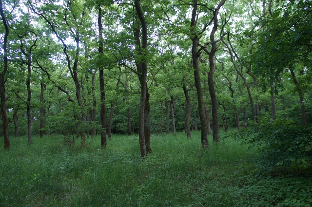 DSC06422 (640x425).jpg