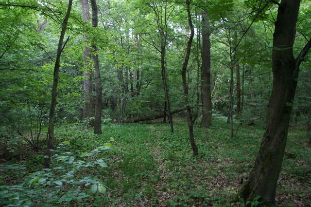 DSC06425 (640x425).jpg