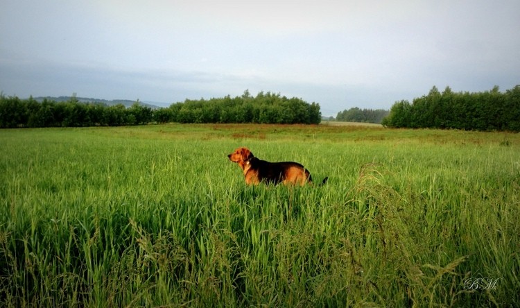 Uchaty